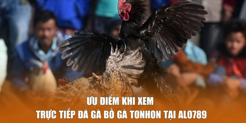 Ưu điểm khi xem trực tiếp đá gà sới Tonhon tại Alo789